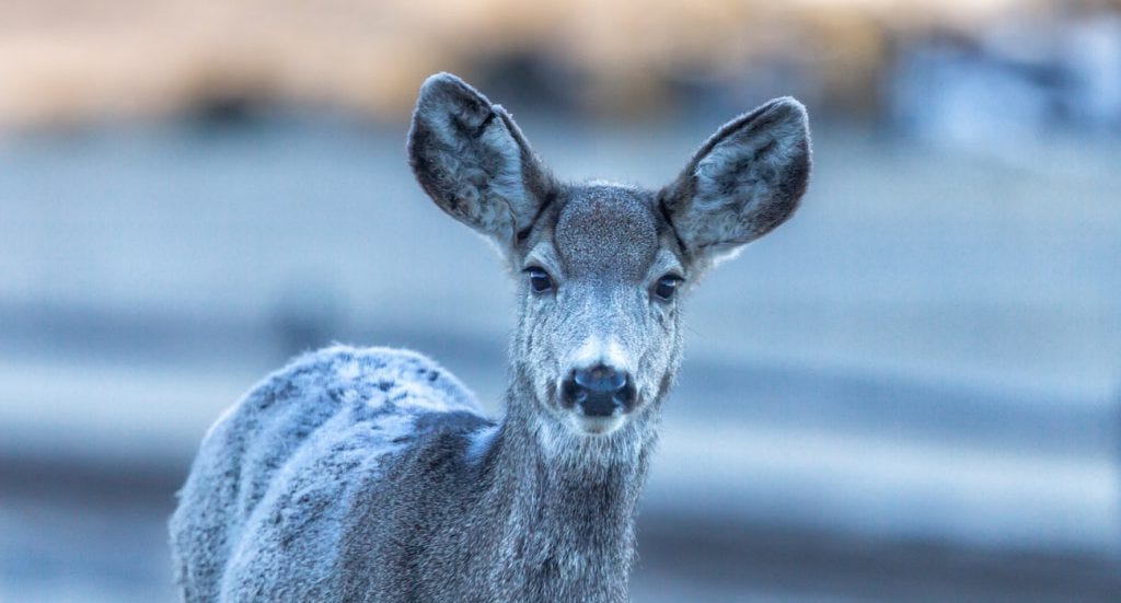 deer_colorado_snow