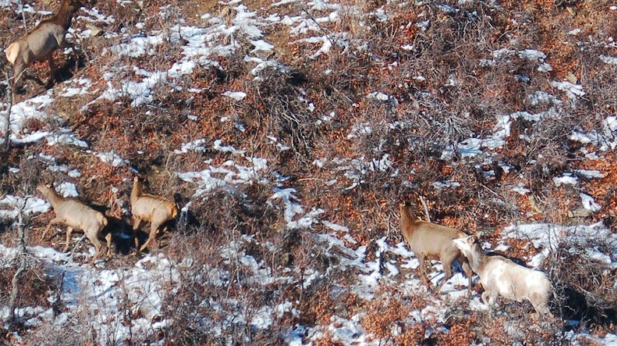 this is a piebald cow elk, which are very rare to spot in Colorado 