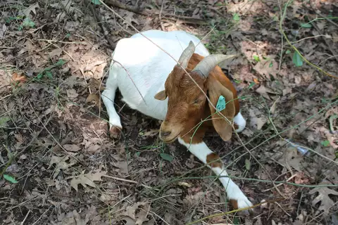 Kyle Carr, co-owner of the Texas chapter of Rent-a-Ruminant, hangs out with his goats.