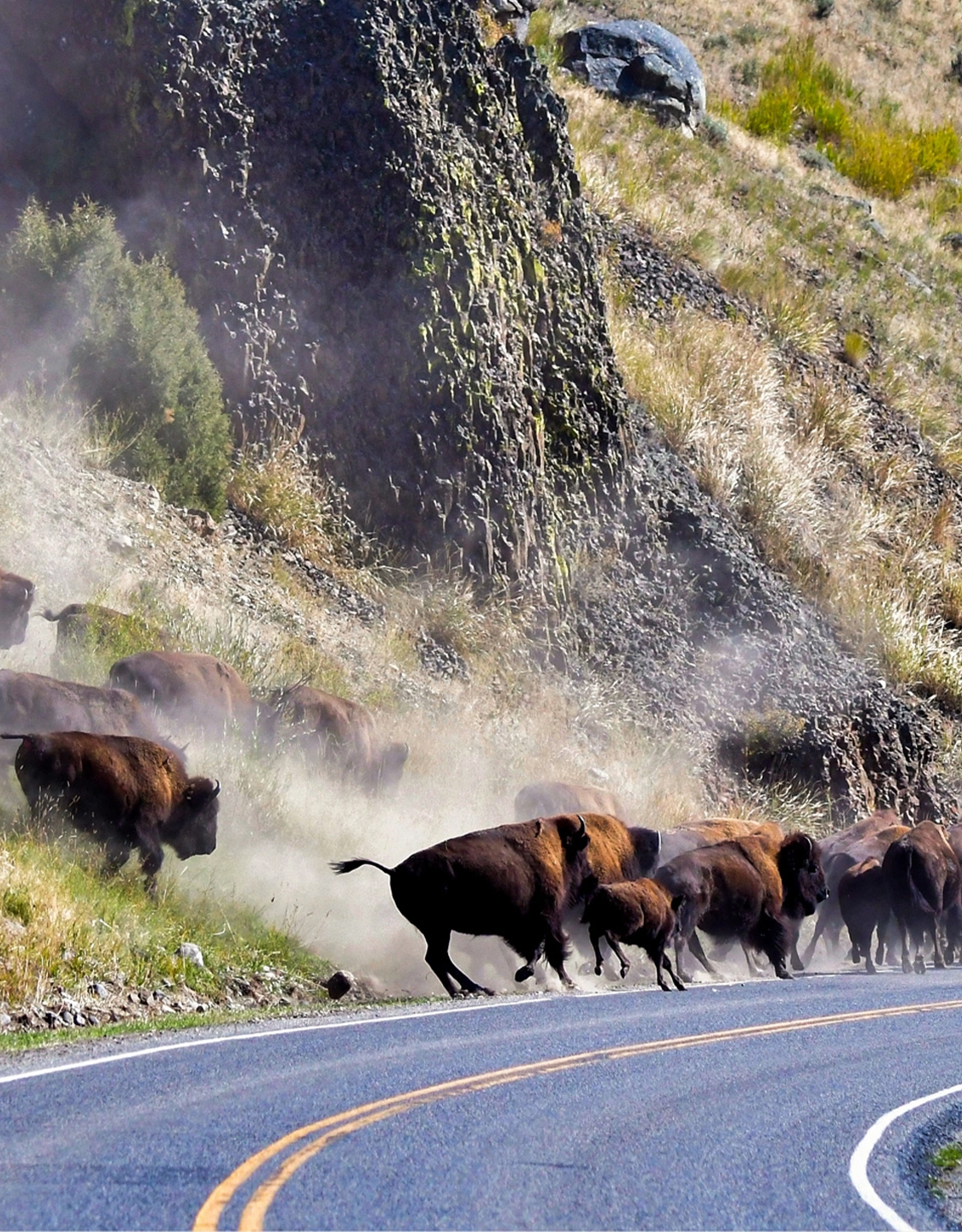 Native Tribes Protest Plan to Cull Wild Bison in Yellowstone