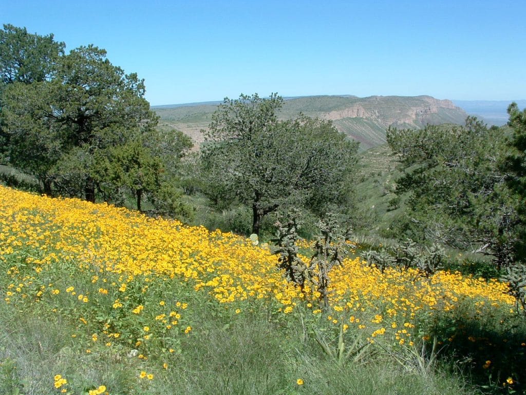 Fall flowers on Circle Ranch in West Texas