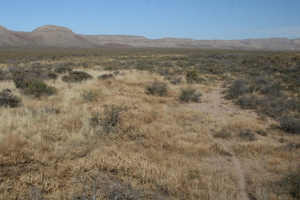 Desert grasslands on Circle Ranch in West Texas, in the winter