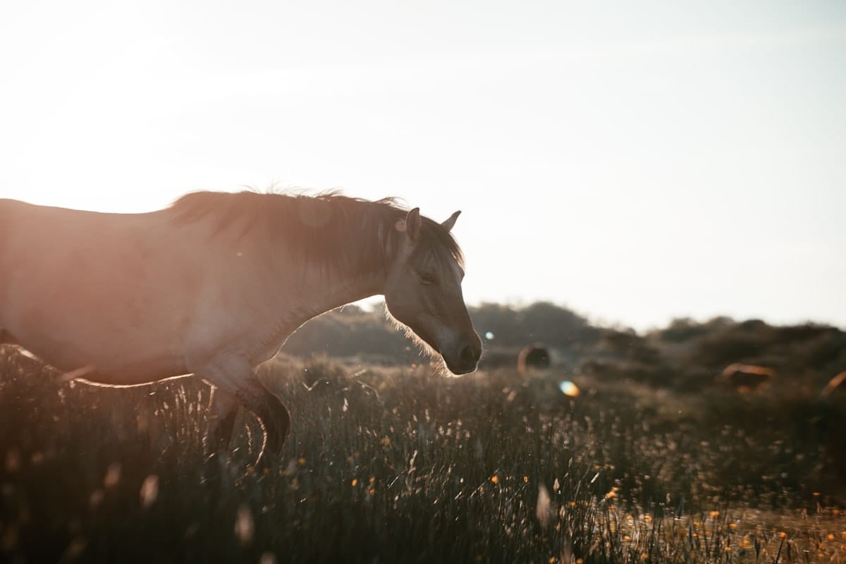 Wild Horses: Nature’s Survivors in North America