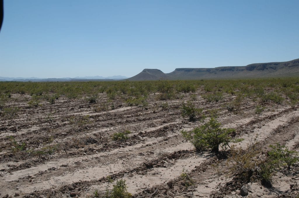 Keylining Bare Ground in Desert