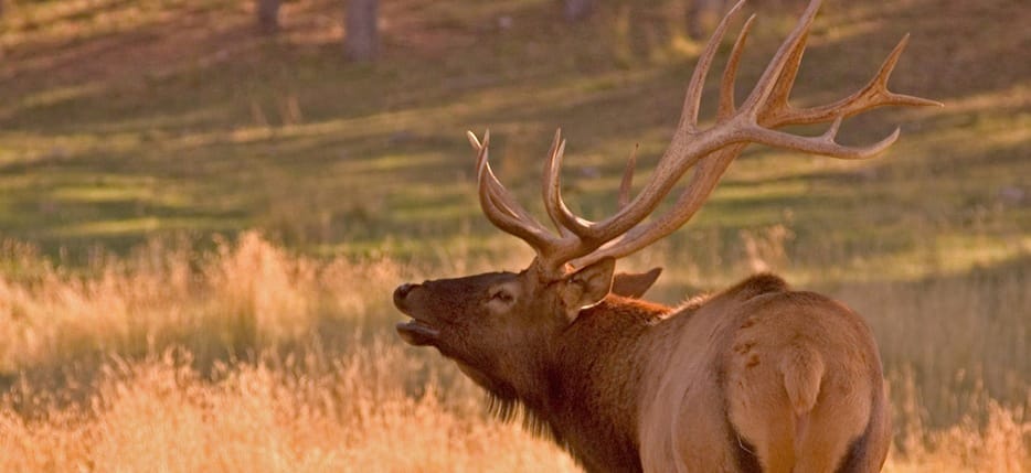 Additional Proof Elk Are Native to Texas