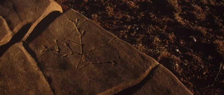 Elk Petroglyph, Dickens County Texas. Photo via Wyman Meinzer