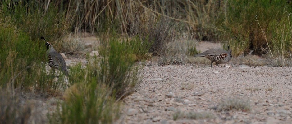 Desert Quail