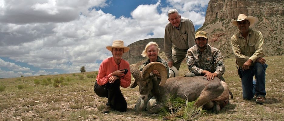 Desert Bighorn Sheep Trophy