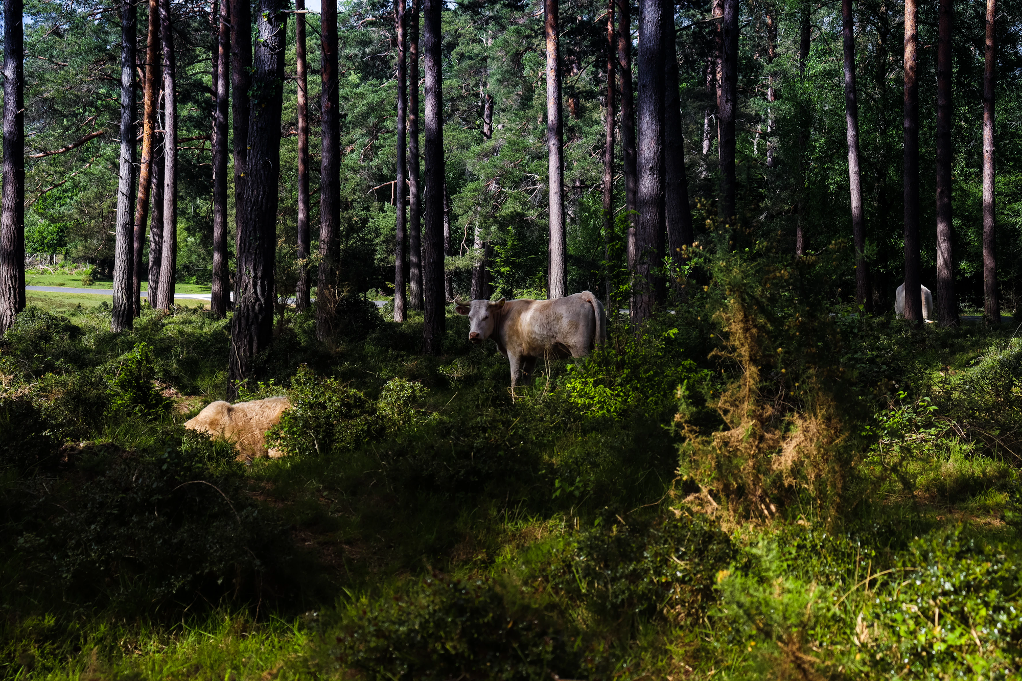 Cattle grazing in a forest