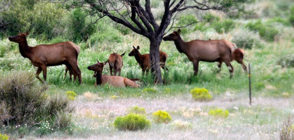 A Study of Elk Movements in The Glass Mountains