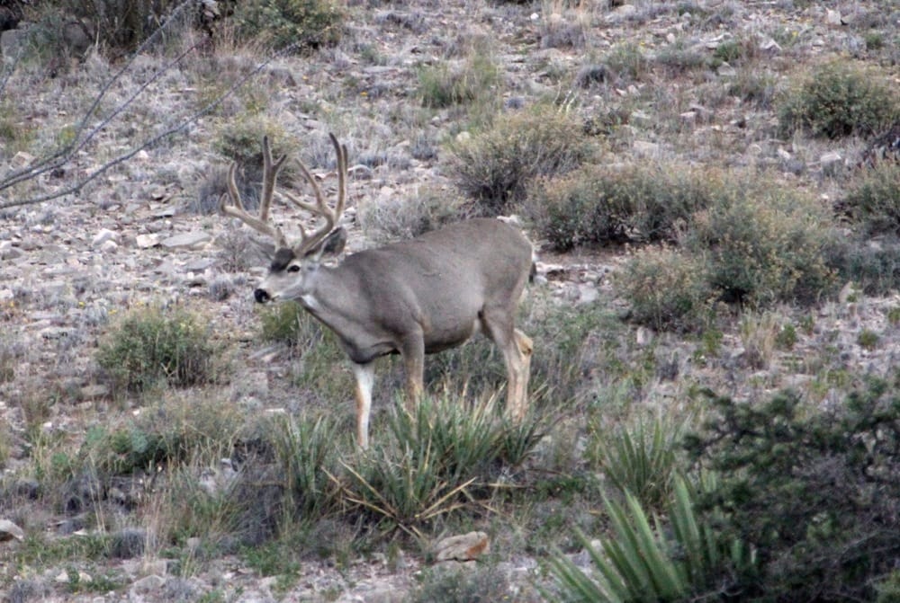 Mule Deer Working Group Response to Chris Gill