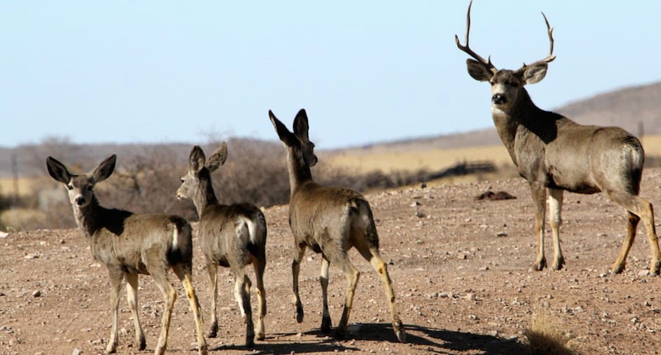 Chris Gill's Response to the Mule Deer Working Group Regarding Habitat Guidelines for Mule Deer Advice Against Planned Grazing