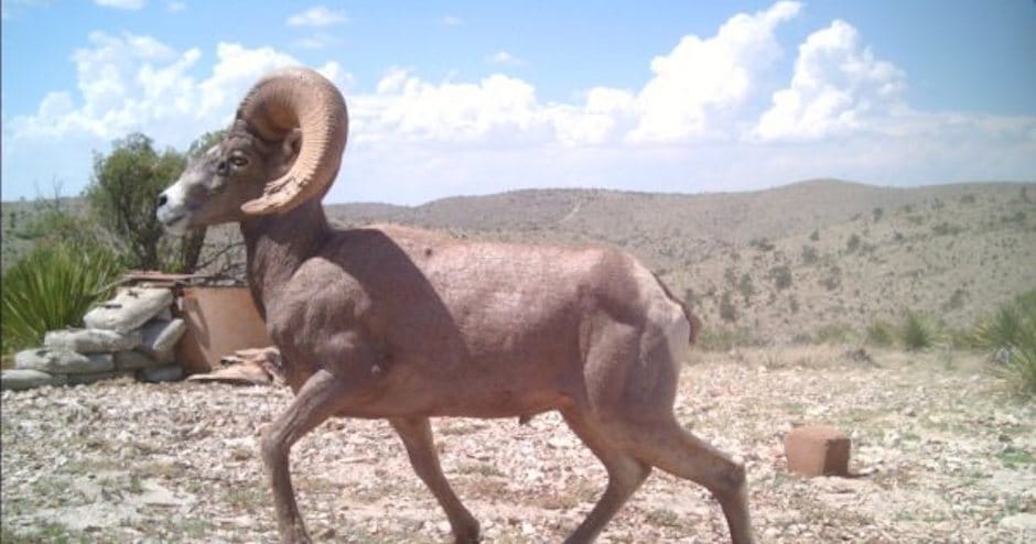 Bighorn Ram in Two Section, July 2009