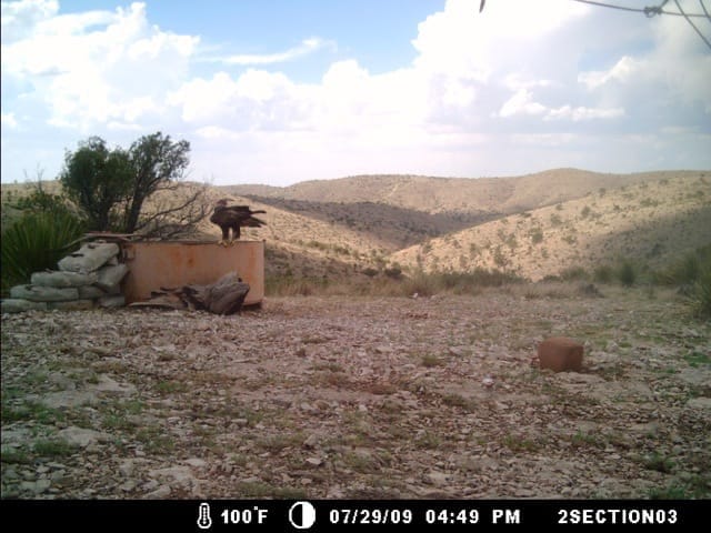 Golden eagle flying in West Texas