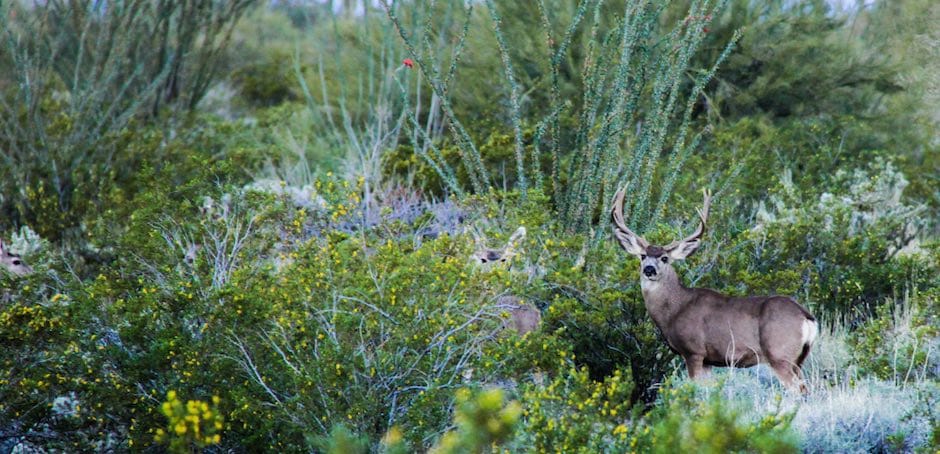 Habitat Guidelines for Mule Deer