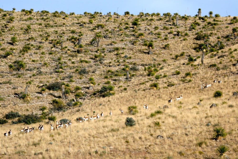 Antlepe herd in West Texas