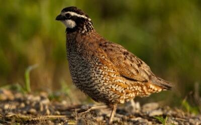 A New Era for Bobwhite Quail