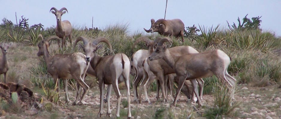 Desert bighorn sheep in West Texas