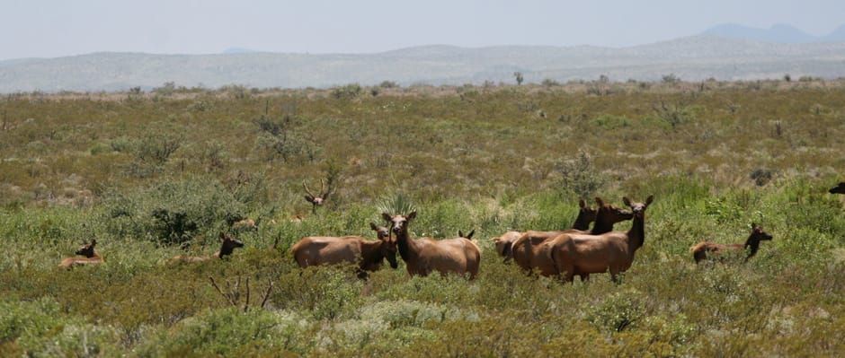 Big Bend Sentinel - "Landowner Locks Horns" Article