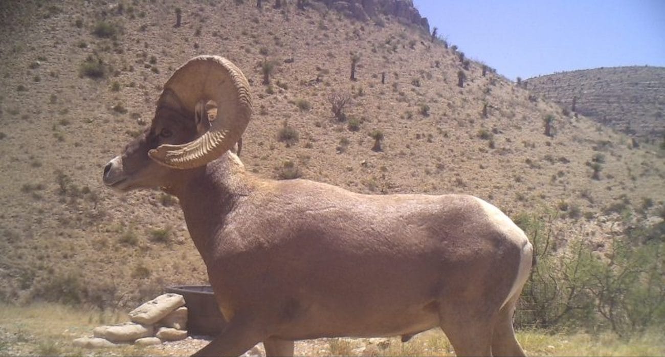 Desert Big Horn Sheep