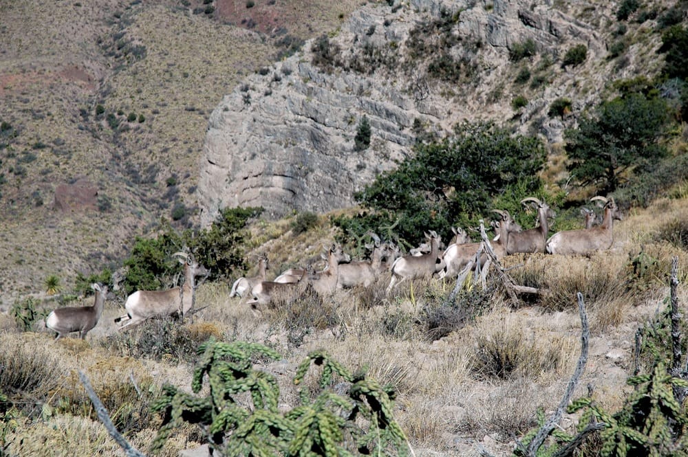 Desert bighorn sheep in the mountains of West Texas