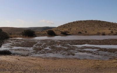 Desert Permaculture: Using a Stock Tank for Irrigation