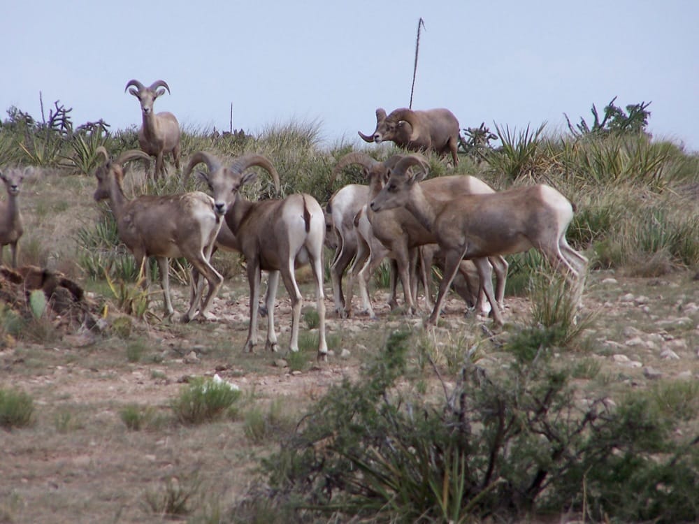 Bighorn Family in West Texas