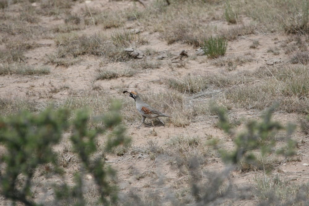 Gambels Quail in West texas