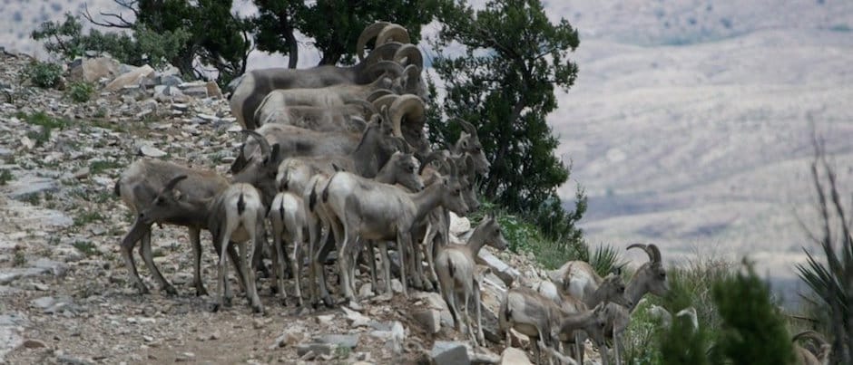 Bighorns gathered. Pondering.