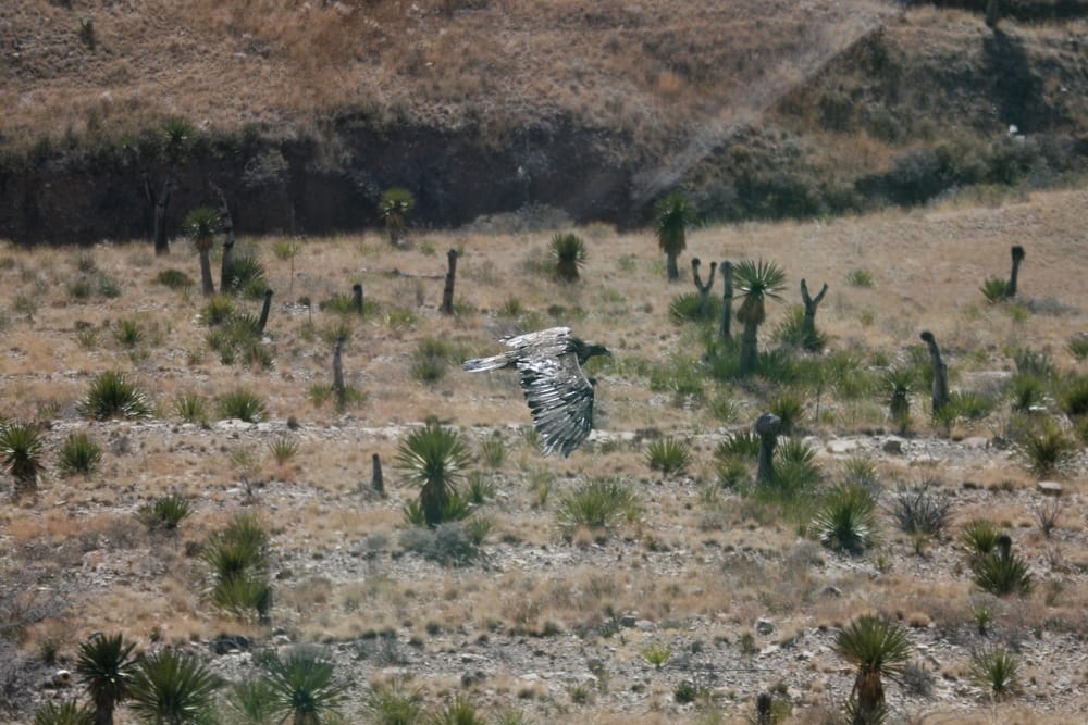 Golden eagle in West Texas