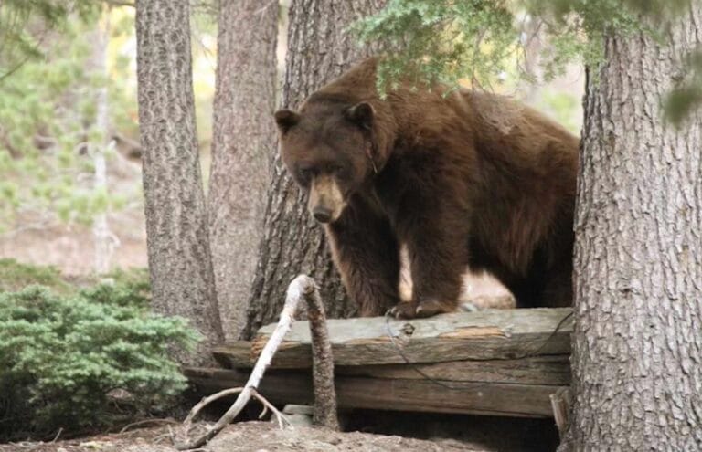 A 400-pound adult black bear known to Mammoth locals as “Victor”