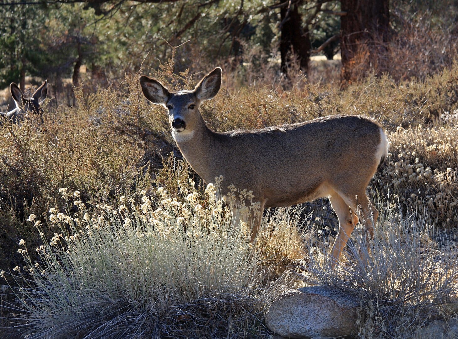 female (doe) mule deer in California