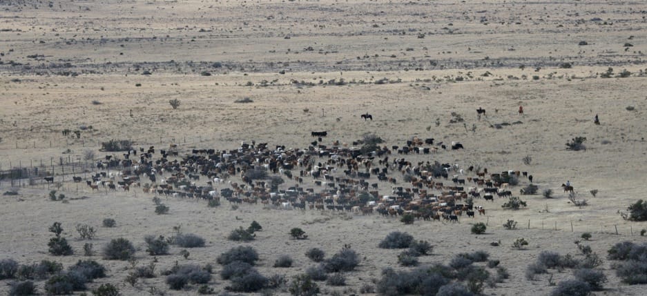 Multi-Paddock Grazing