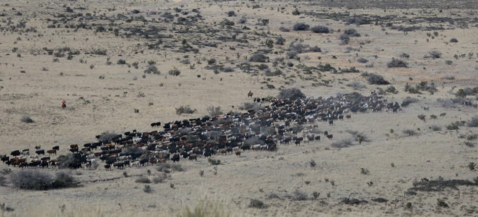 Restoring Desert Grasslands with Intensive Grazing