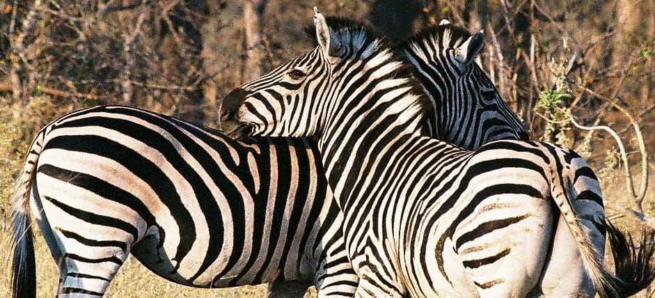 Studies of Nomadic Grazers on the Serengeti