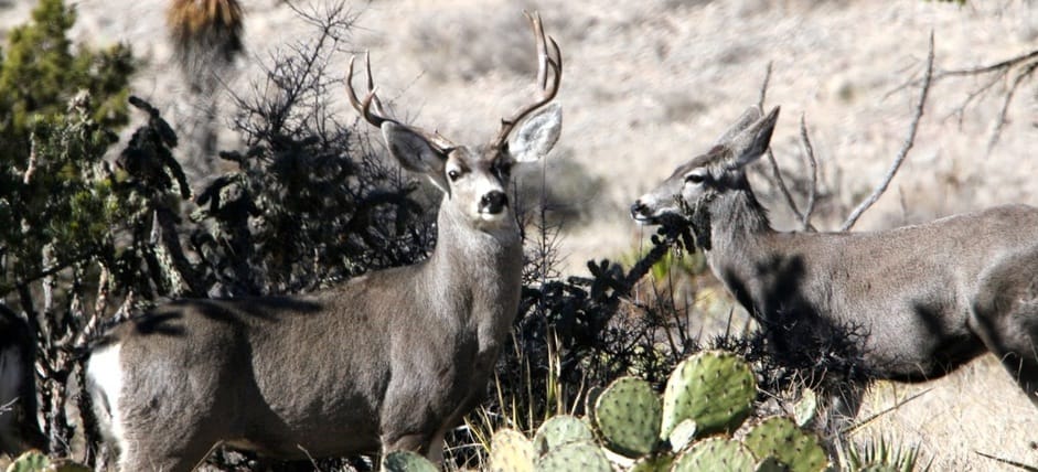 Circle Ranch - Mule Deer