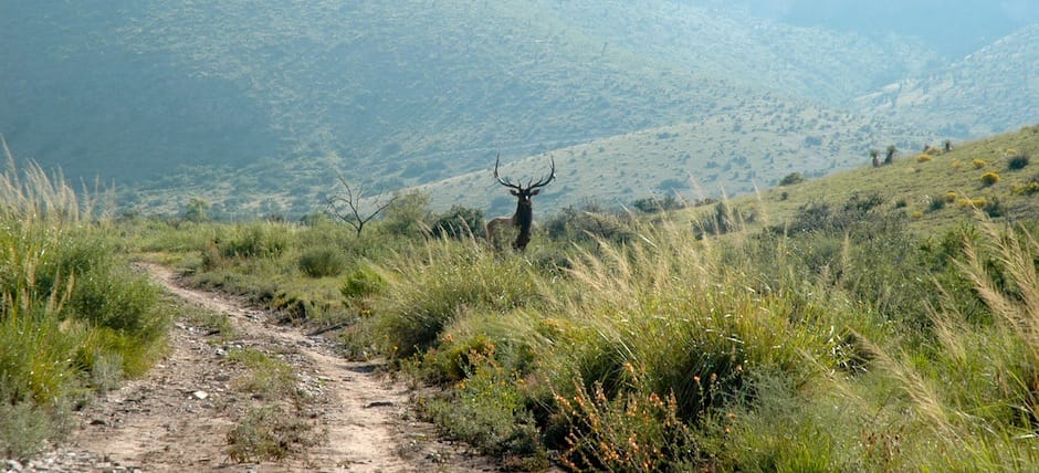 Circle Ranch - Cows and Elk