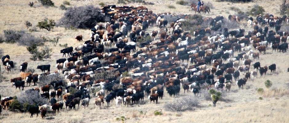 circle-ranch-texas-cattle-feature