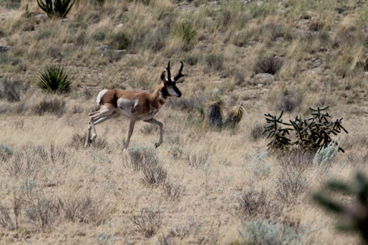 Trans-Pecos Mule Deer Population Declines 40 Percent - Mule Deer Hunting Season is Lengthened