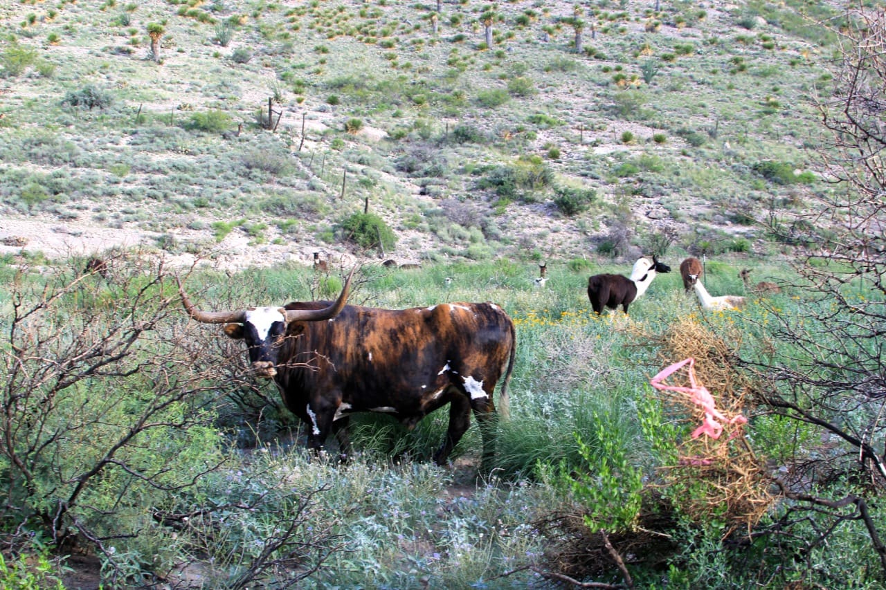 Creating A Flerd on the Circle Ranch