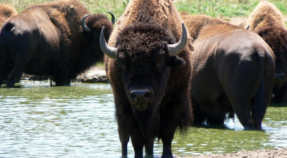 New Bison War: Should Buffalo Be Reintroduced to the West?