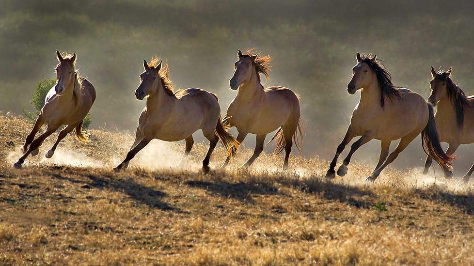 Wild Horses Wait on New Pastures