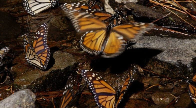 Another Danger Sign for Texas Wildlife: Monarch Numbers in Mexico Hit Record Low