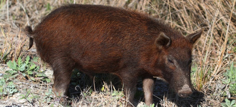 The Feral Pig “Problem” - Part IV