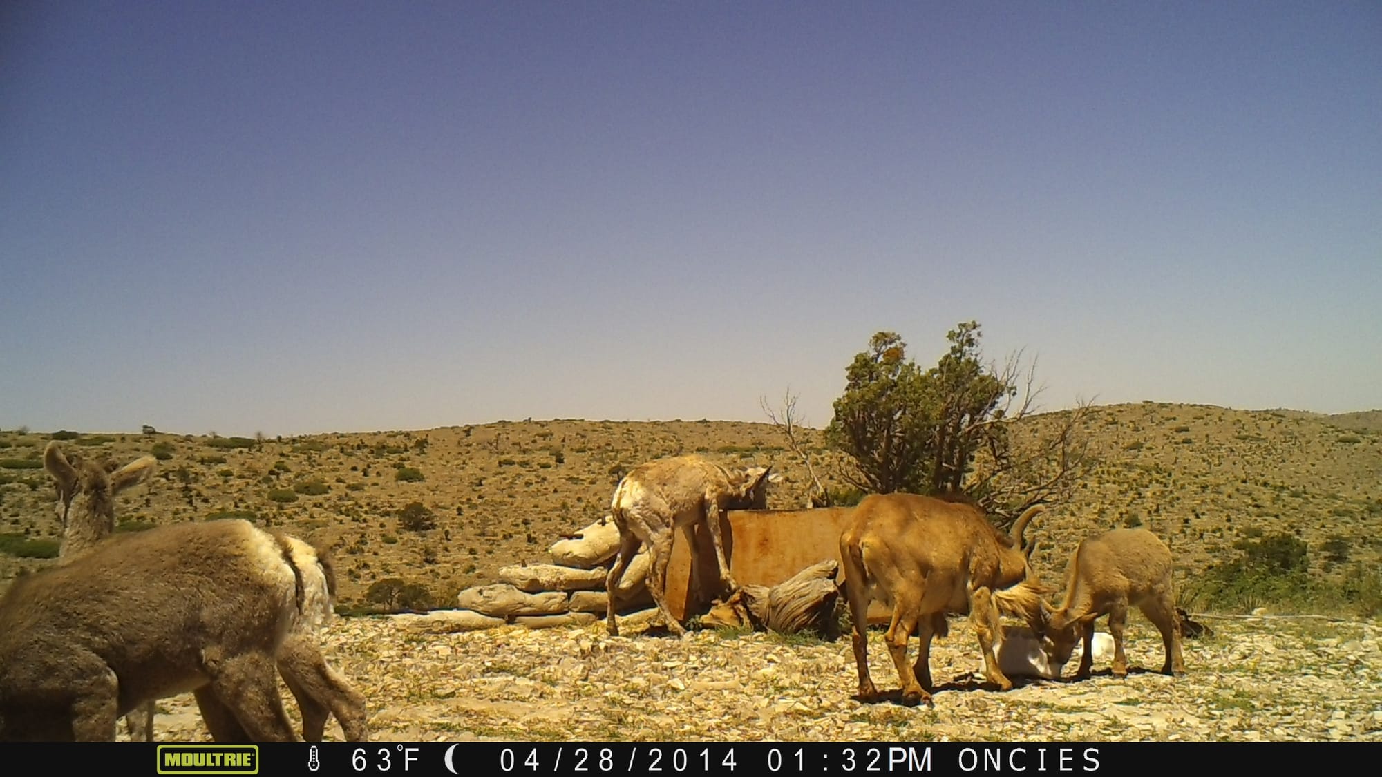 Circle Ranch Game Cameras: May 2014