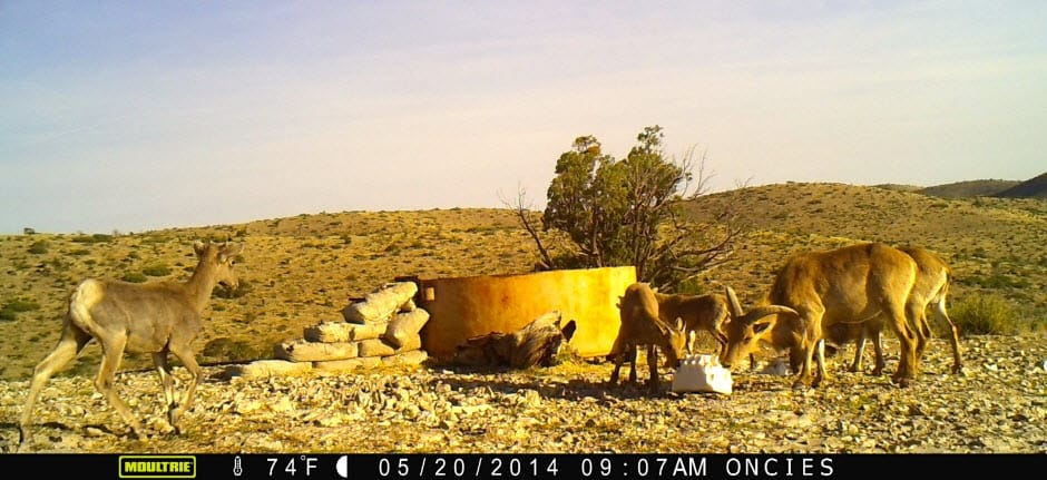 Desert Grassland Restoration Crew at Work: June 2014