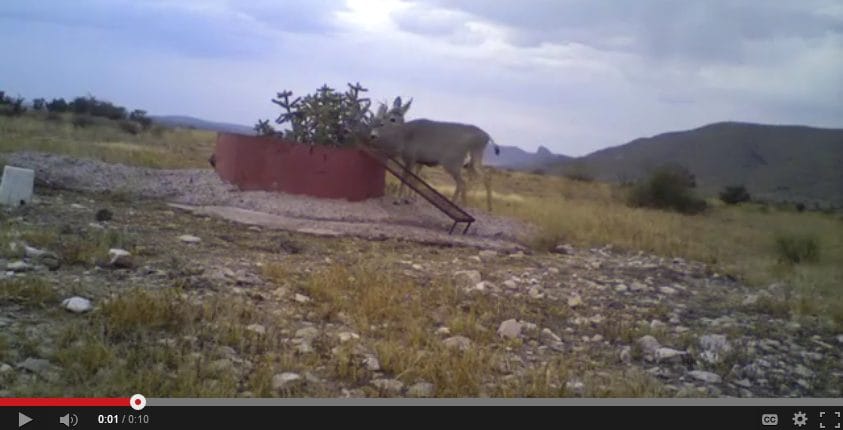 circle-ranch-video-wildlife-west-texas