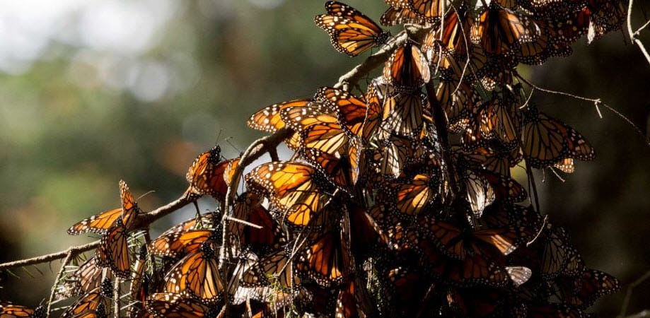 monarch-victim-herbicide-circle-ranch