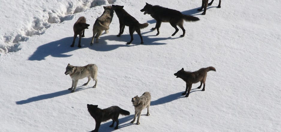 They Brought Wolves to Yellowstone But Had No Idea This Would Be The Result