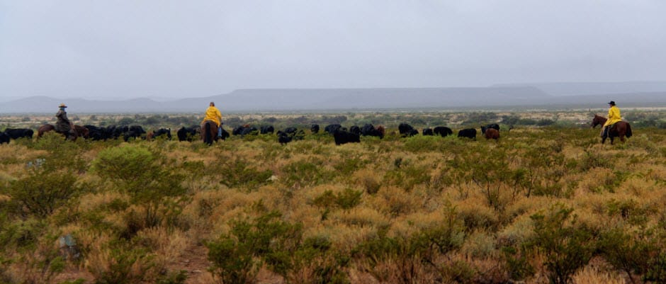 circle-ranch-texas-cattle-herding